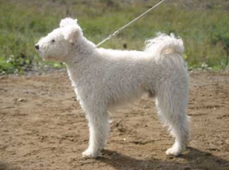 chien pumi